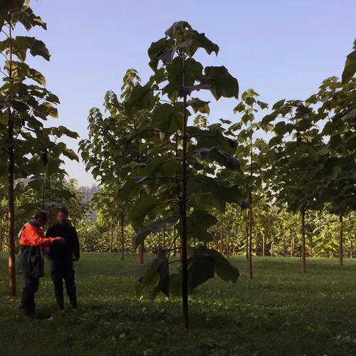 Aufnahme aus 2017 eines Paulownias auf der Plantage bei Hadorf, Kreis Starnberg.
                        Der Baum erreichte, nach Rückschnitt am Wurzelhals im Winter, circa 5,5 Meter Mitte September.
