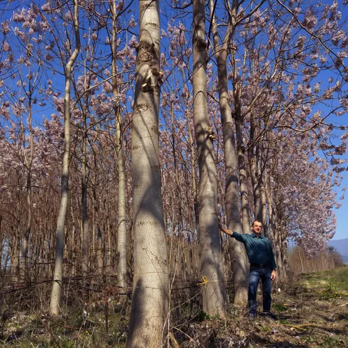 Paulownia in Griechenland bei Drama auf einer Plantage. Bäume 6 Jahre alt, 35-40cm
                                Stammdurchmesser, circa 15 Meter hoch